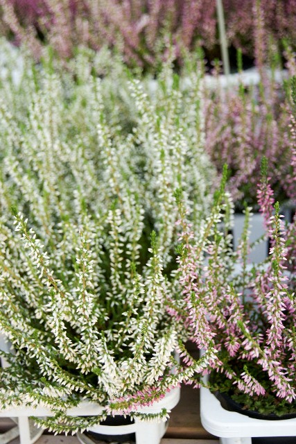 カルーナ - 元気で活きの良い植物専門店エコマルシェオニヅカのブログ