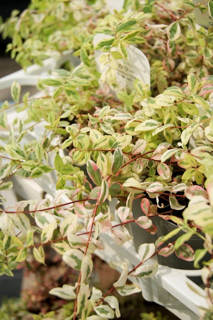 ペルシカリア・斑入り 元気で活きの良い植物専門店エコマルシェオニヅカのブログ