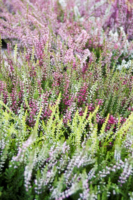 紅葉カルーナ - 元気で活きの良い植物専門店エコマルシェオニヅカのブログ