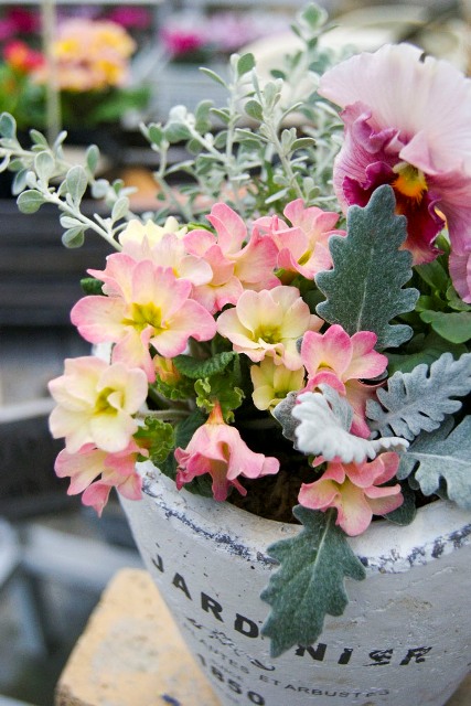 プリムラ ジュリアン 元気で活きの良い植物専門店エコマルシェオニヅカのブログ
