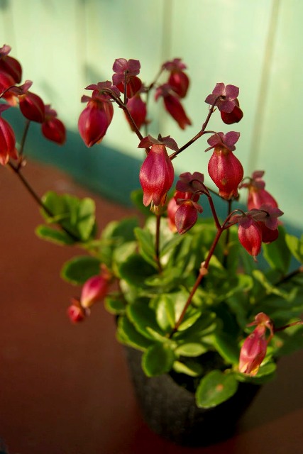 カランコエ・シャンデリア 元気で活きの良い植物専門店エコマルシェオニヅカのブログ