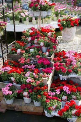 SONY DSC