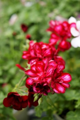 DSC01068_1