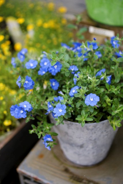 本気出してきましたぁ 元気で活きの良い植物専門店エコマルシェオニヅカのブログ