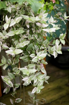 DSC02734_1