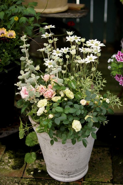 雨の日は 素敵な寄せ植え でしょう 元気で活きの良い植物専門店エコマルシェオニヅカのブログ