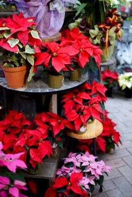 DSC07552_1