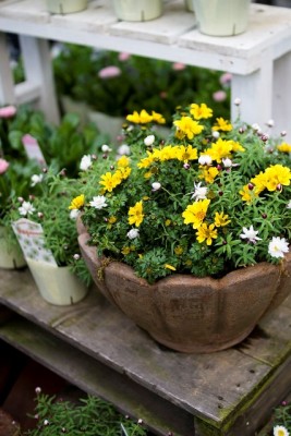 DSC08511_1