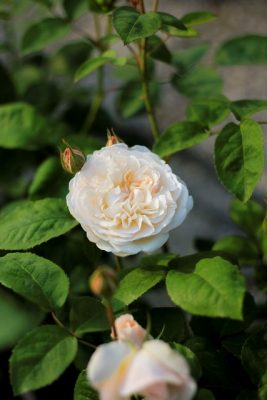 IMG_4848_1