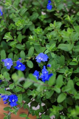 IMG_7547_1