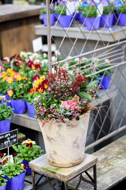 久々に寄せ植えコレクション(^^)v - 元気で活きの良い植物専門店エコマルシェオニヅカのブログ