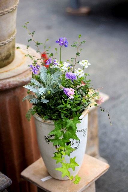 当店ならではの 寄せ植えギフト いかがですか 元気で活きの良い植物専門店エコマルシェオニヅカのブログ