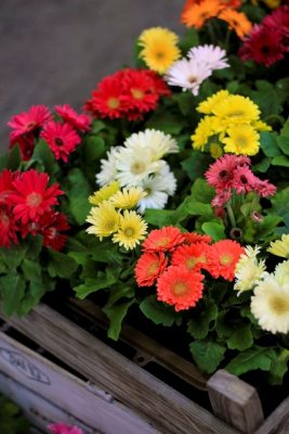 IMG_1465_1