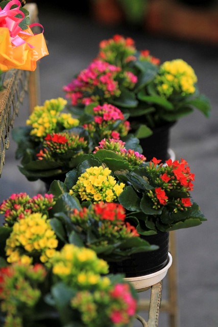 えば 3 月 の 花 とい