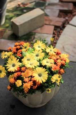 IMG_2652_1