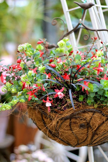 寄せ植え　花　花日和ペルクレア