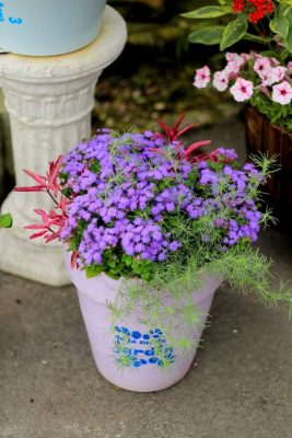 IMG_5329_1