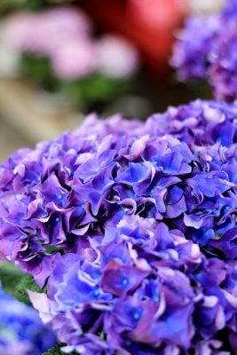 IMG_5528_1