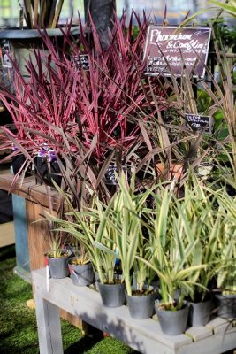 IMG_6169_1