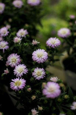 IMG_6747_1