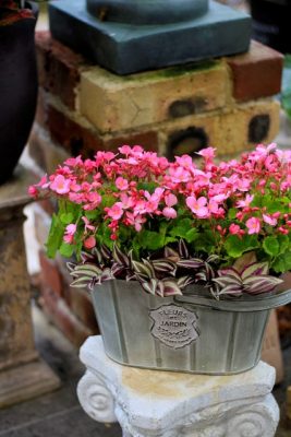 IMG_7269_1