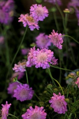 IMG_1294_1