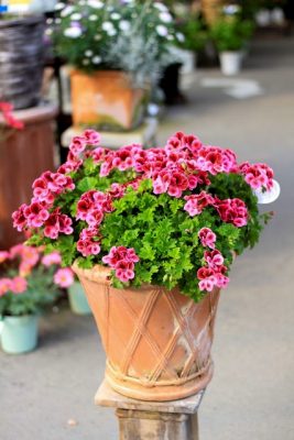 IMG_2386_1