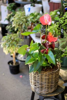 IMG_4350_1