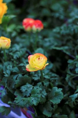 IMG_8598_1