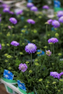 IMG_0090_1