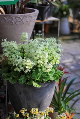 IMG_0172_1