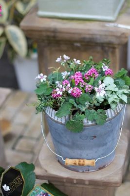 IMG_9757_1