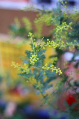 IMG_9870_1