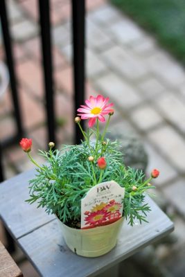 IMG_0997_1