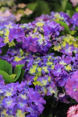 IMG_1315_1