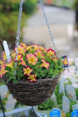 IMG_1683_1