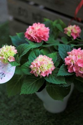 IMG_1873_1