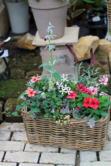 プチダリアとスミレの寄せ植え　花