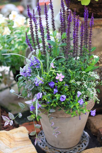 最強夏花 で作る寄せ植え 元気で活きの良い植物専門店エコマルシェオニヅカのブログ