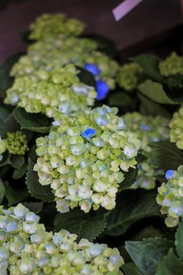 IMG_3094_1