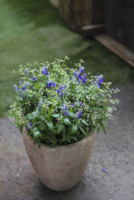 IMG_3453_R_1