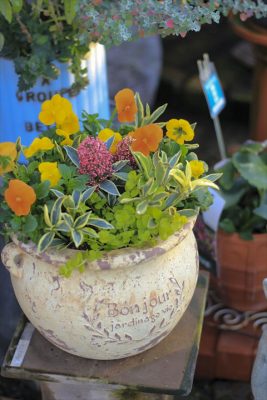 IMG_6800_R_1