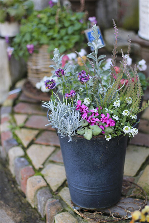 プチダリアとスミレの寄せ植え　花