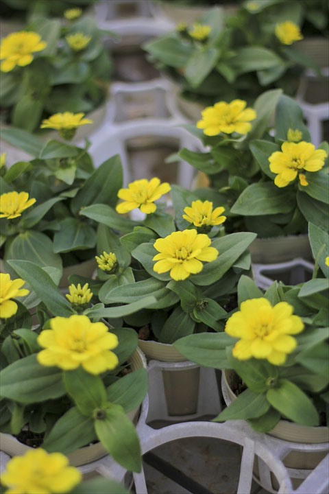 花金はやっぱり。。激しいですよ～～(^.^) - 元気で活きの良い植物専門店エコマルシェオニヅカのブログ
