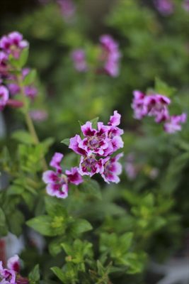 IMG_1522_R_1