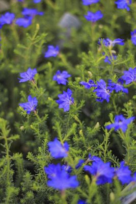 IMG_3573_R_1