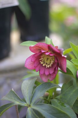 IMG_6674_R_1