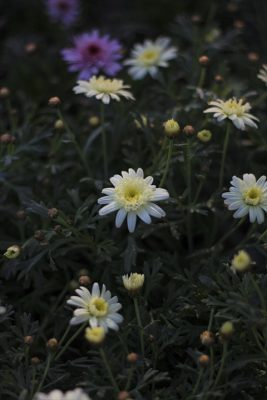 IMG_7633_R_1