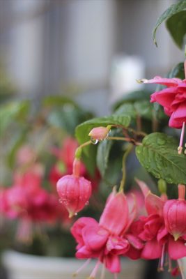 IMG_8010_R_1