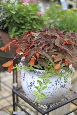 IMG_0376_R_1